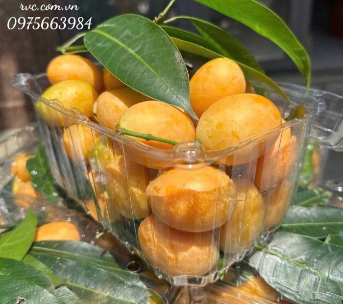 hộp nhựa P1000B